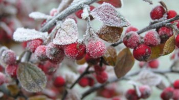 Қазақстанның 4 өңірінде үсік жүреді